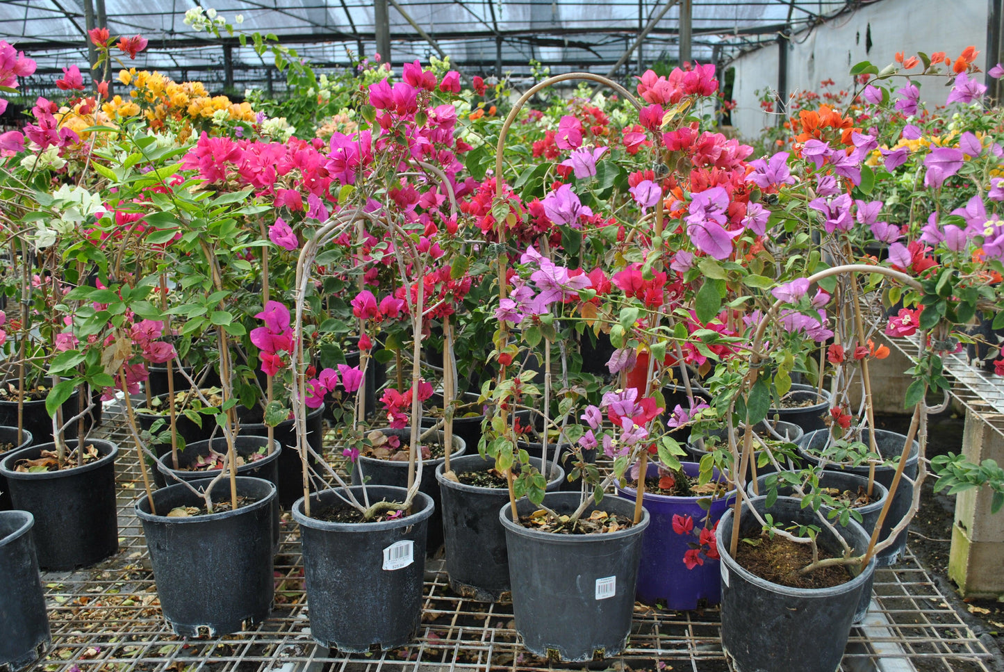 Bougainvillea Assorted Standard - View 10 from www redcrocus com
