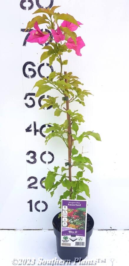 Bougainvillea Assorted Standard - View 12 from www redcrocus com