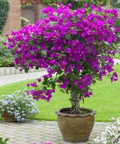 Bougainvillea Assorted Standard - View 14 from www redcrocus com