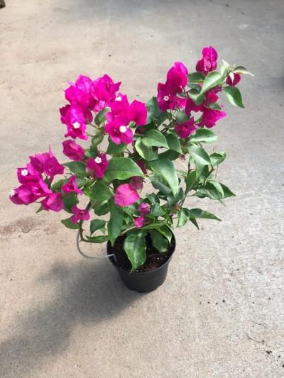 Bougainvillea Assorted Standard - View 19 from www redcrocus com