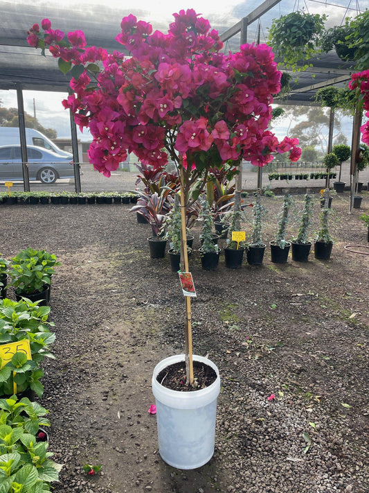 Bougainvillea Assorted Standard - View 1 from www redcrocus com