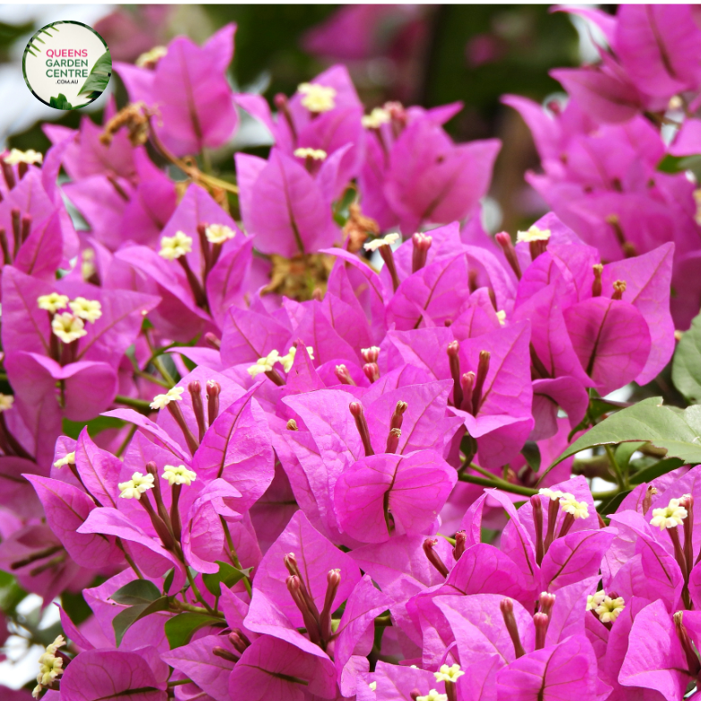 Bougainvillea Assorted Standard - View 2 from www redcrocus com