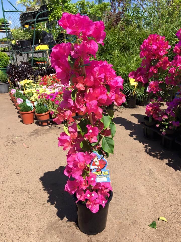 Bougainvillea Assorted Standard - View 6 from www redcrocus com