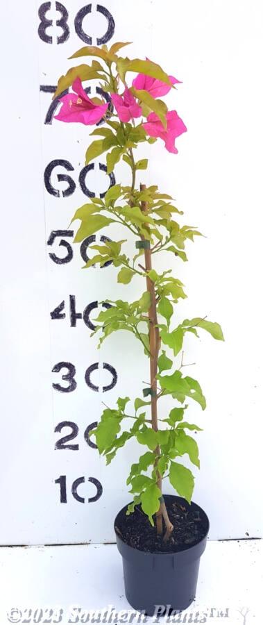 Bougainvillea Assorted Bush - View 10 from www redcrocus com