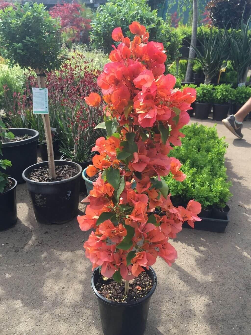 Bougainvillea Assorted Bush - View 17 from www redcrocus com