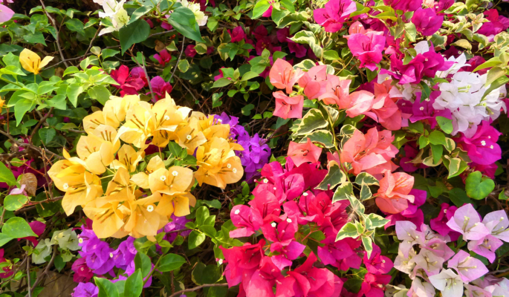 Bougainvillea Assorted Bush - View 18 from www redcrocus com