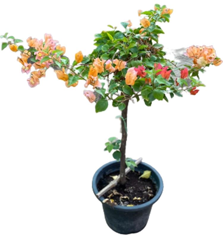 Bougainvillea Assorted Bush - View 18 from www redcrocus com