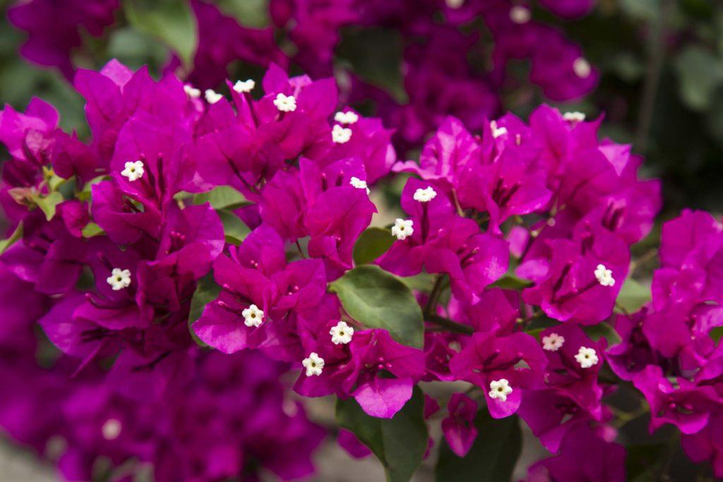 Bougainvillea Assorted Bush - View 19 from www redcrocus com