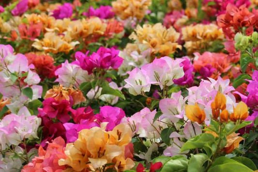 Bougainvillea Assorted Bush - View 1 from www redcrocus com