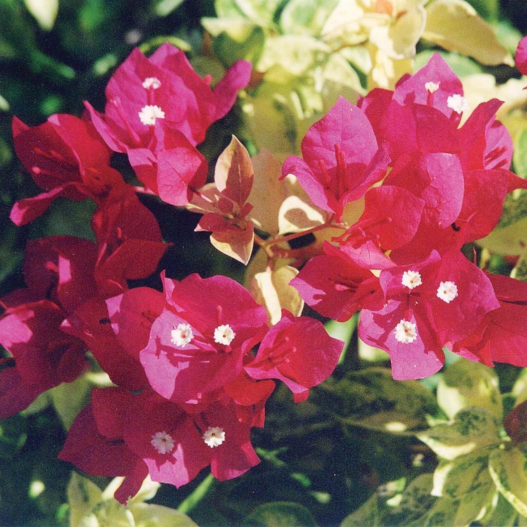 Bougainvillea Assorted Bush - View 4 from www redcrocus com