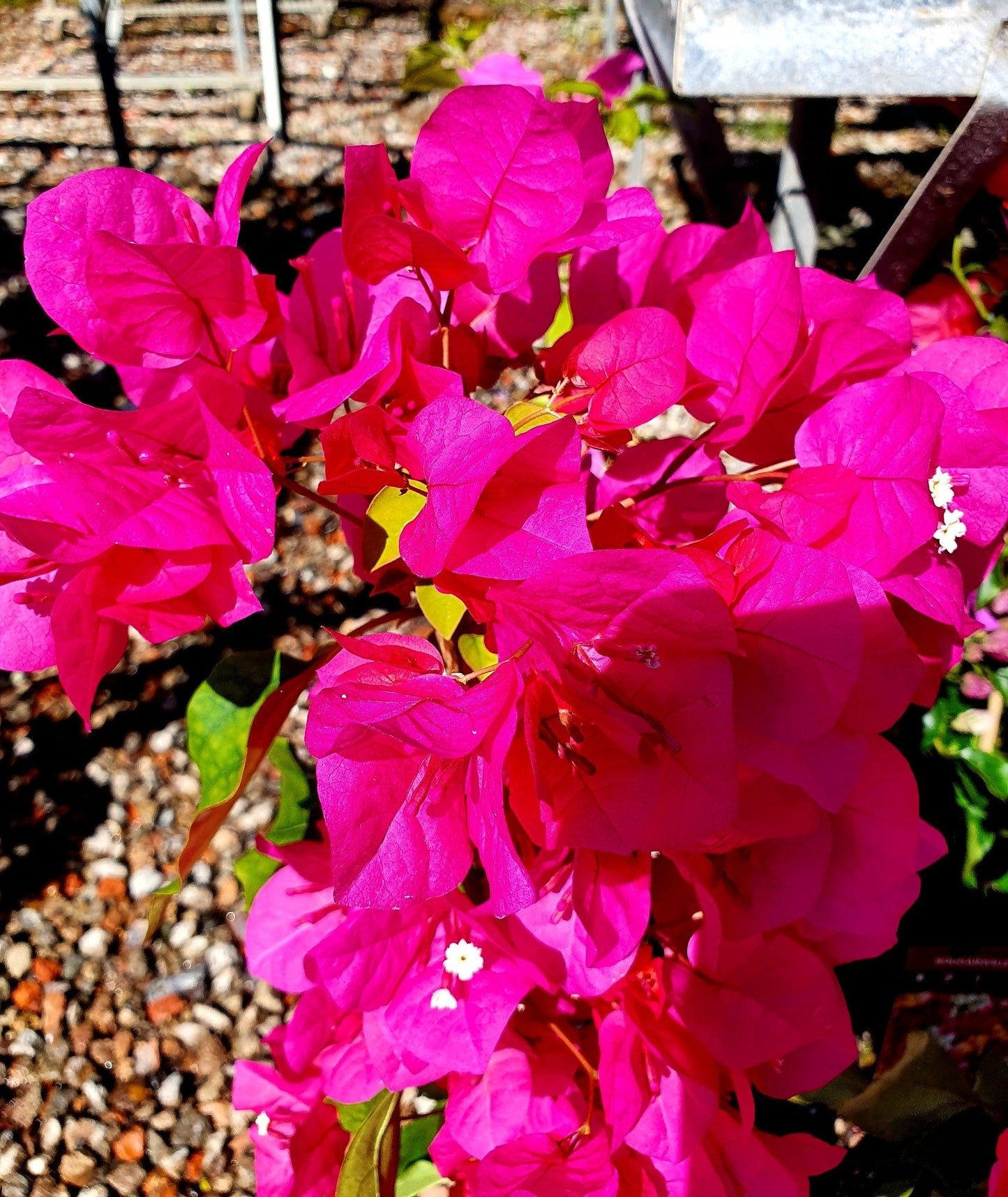 Bougainvillea Assorted Bush - View 5 from www redcrocus com