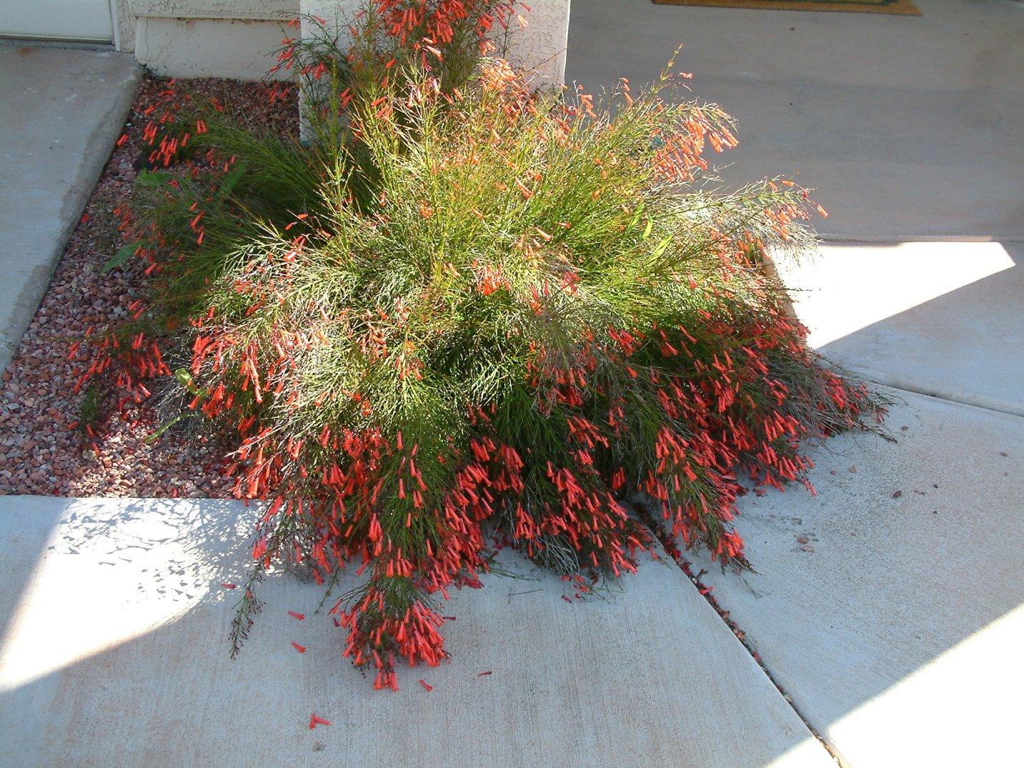 Russelia Equisetiformis - View 12 from www redcrocus com