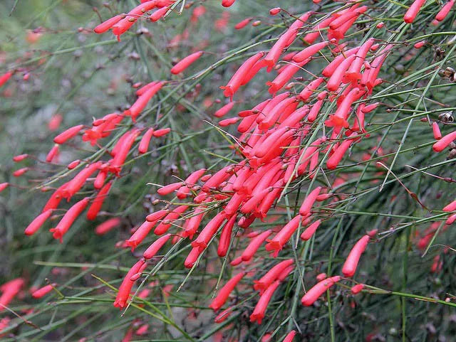 Russelia Equisetiformis - View 14 from www redcrocus com