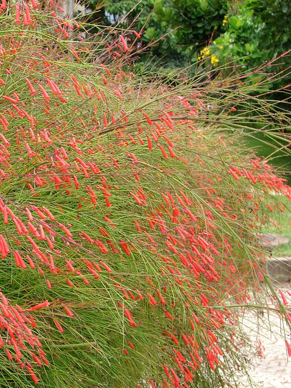 Russelia Equisetiformis - View 16 from www redcrocus com