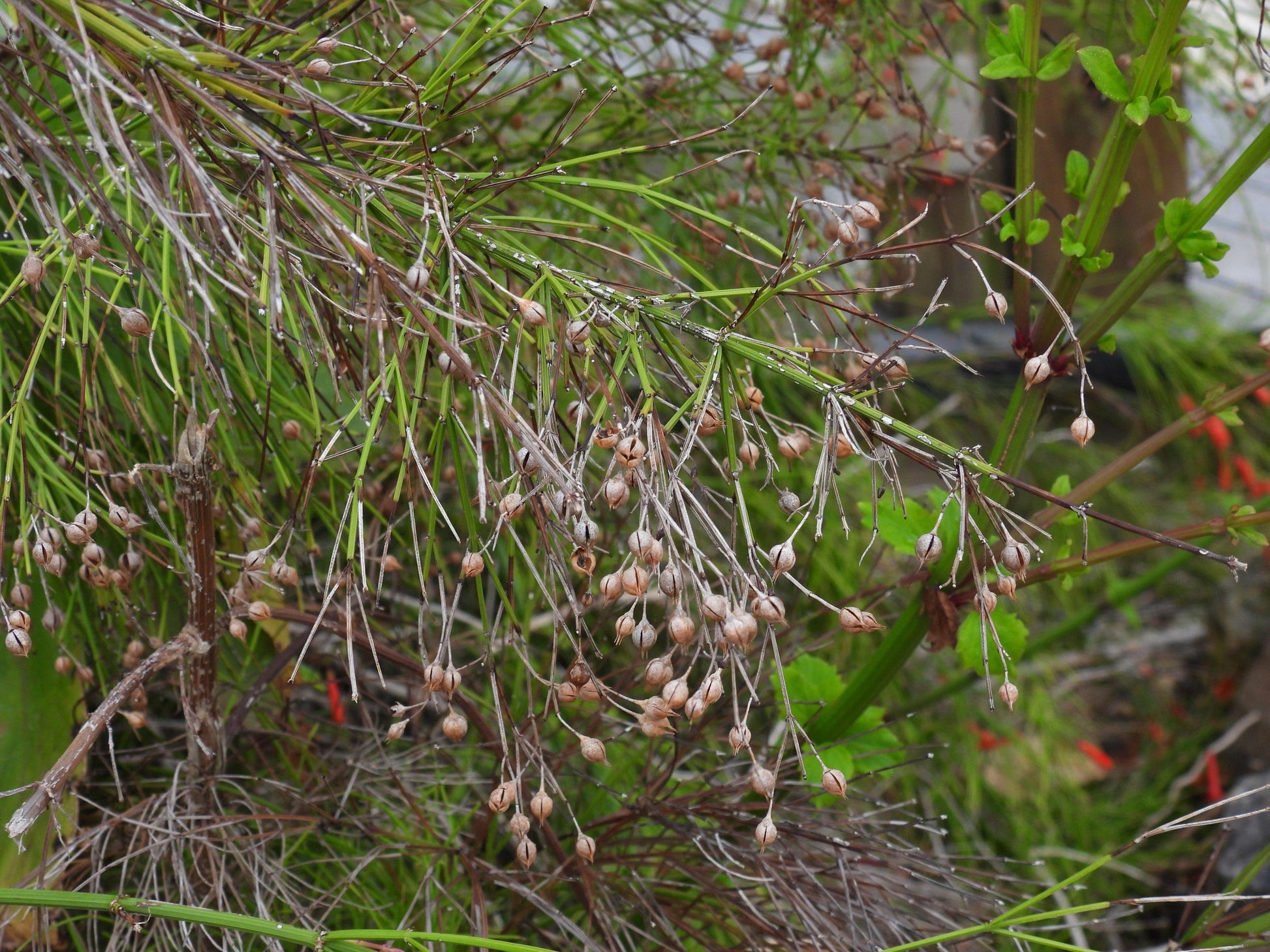 Russelia Equisetiformis - View 17 from www redcrocus com