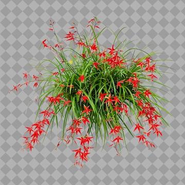 Russelia Equisetiformis - View 18 from www redcrocus com
