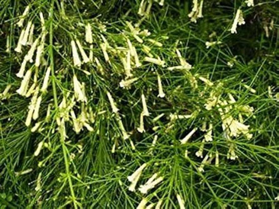 Russelia Equisetiformis - View 24 from www redcrocus com