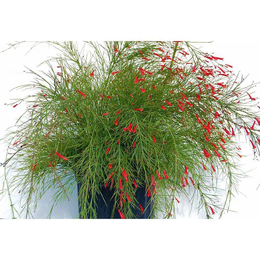 Russelia Equisetiformis - View 3 from www redcrocus com