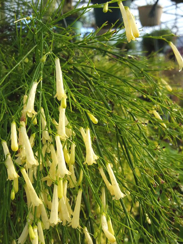 Russelia Equisetiformis - View 7 from www redcrocus com