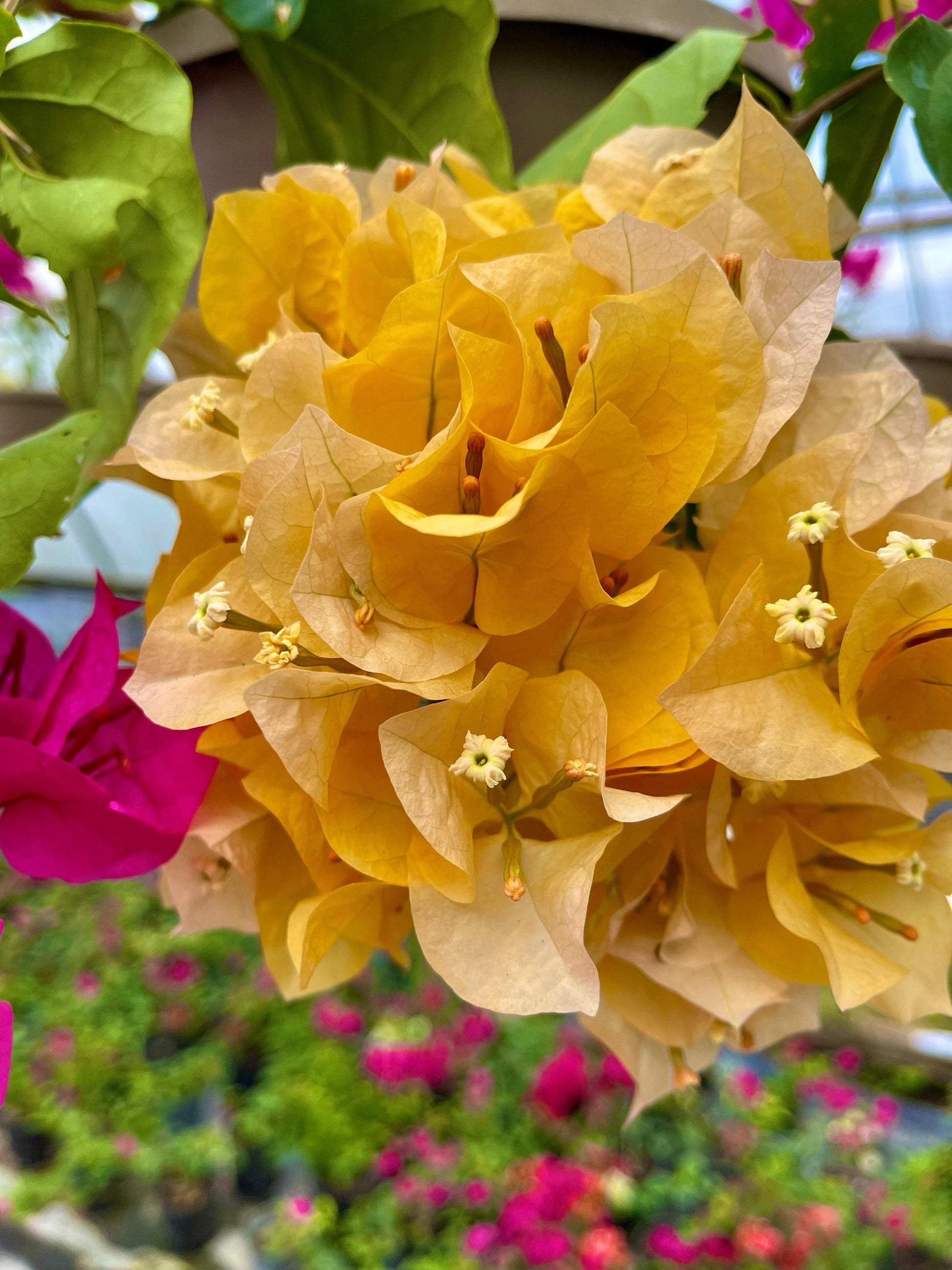 Bougainvillea, Assorted, Trellis - View 12 from www redcrocus com