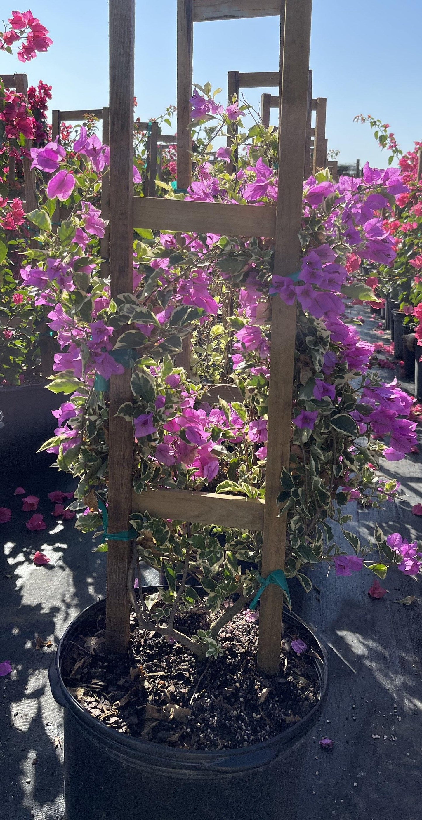 Bougainvillea, Assorted, Trellis - View 13 from www redcrocus com
