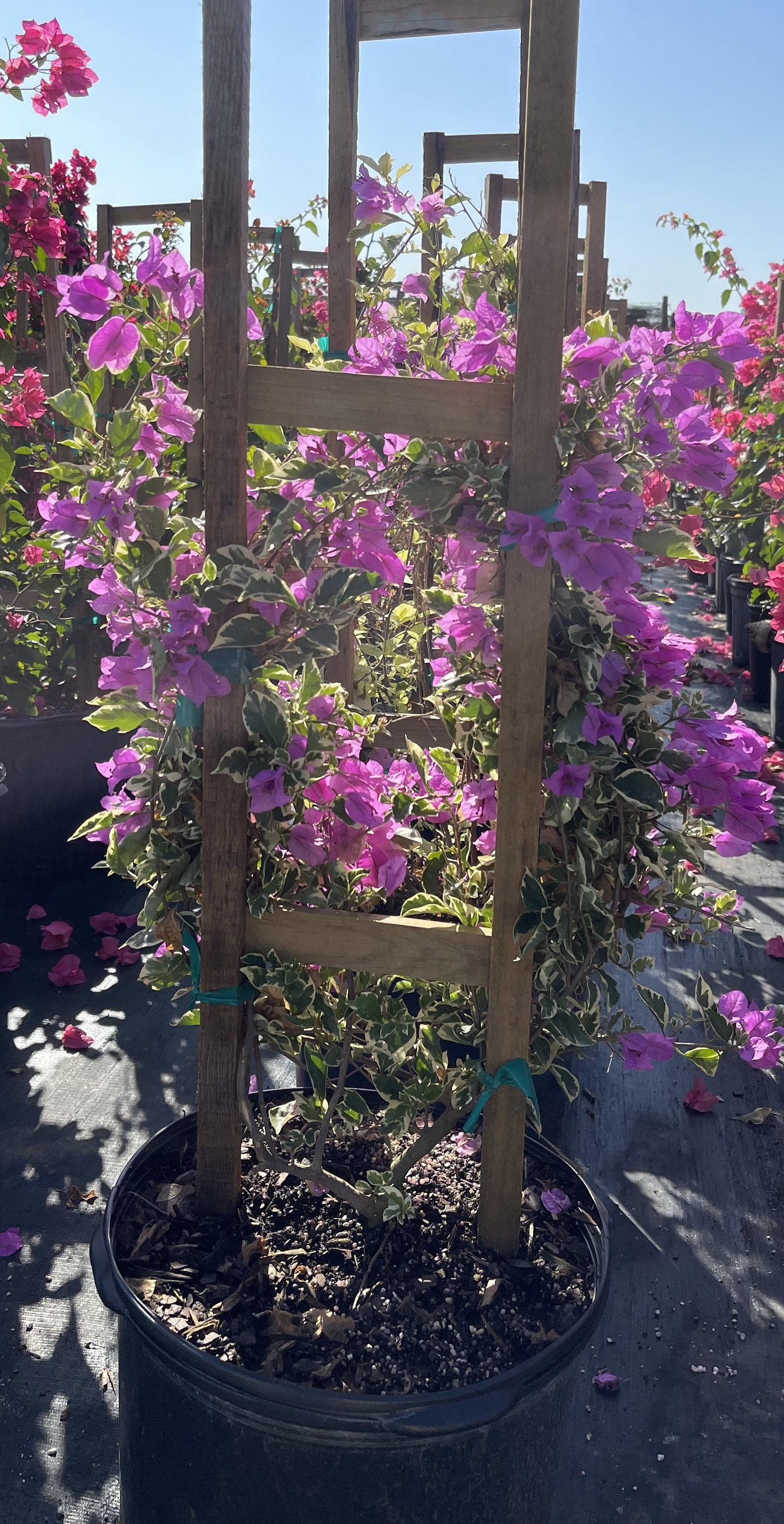 Bougainvillea, Assorted, Trellis - View 13 from www redcrocus com