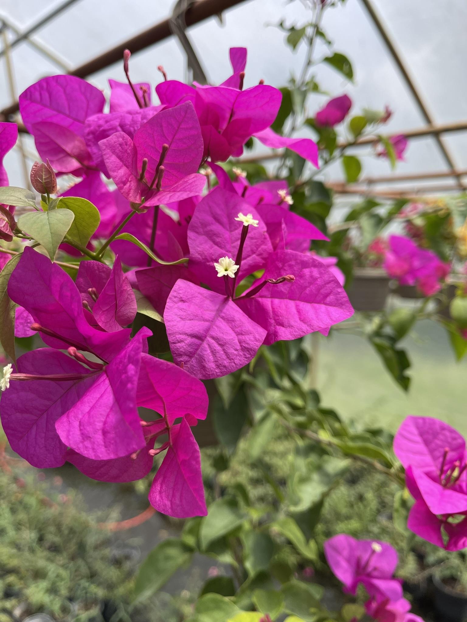 Bougainvillea, Assorted, Trellis - View 4 from www redcrocus com
