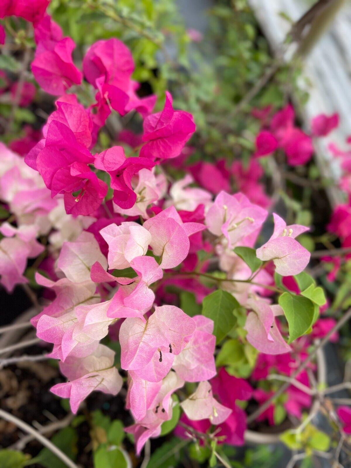 Bougainvillea, Assorted, Trellis - View 6 from www redcrocus com