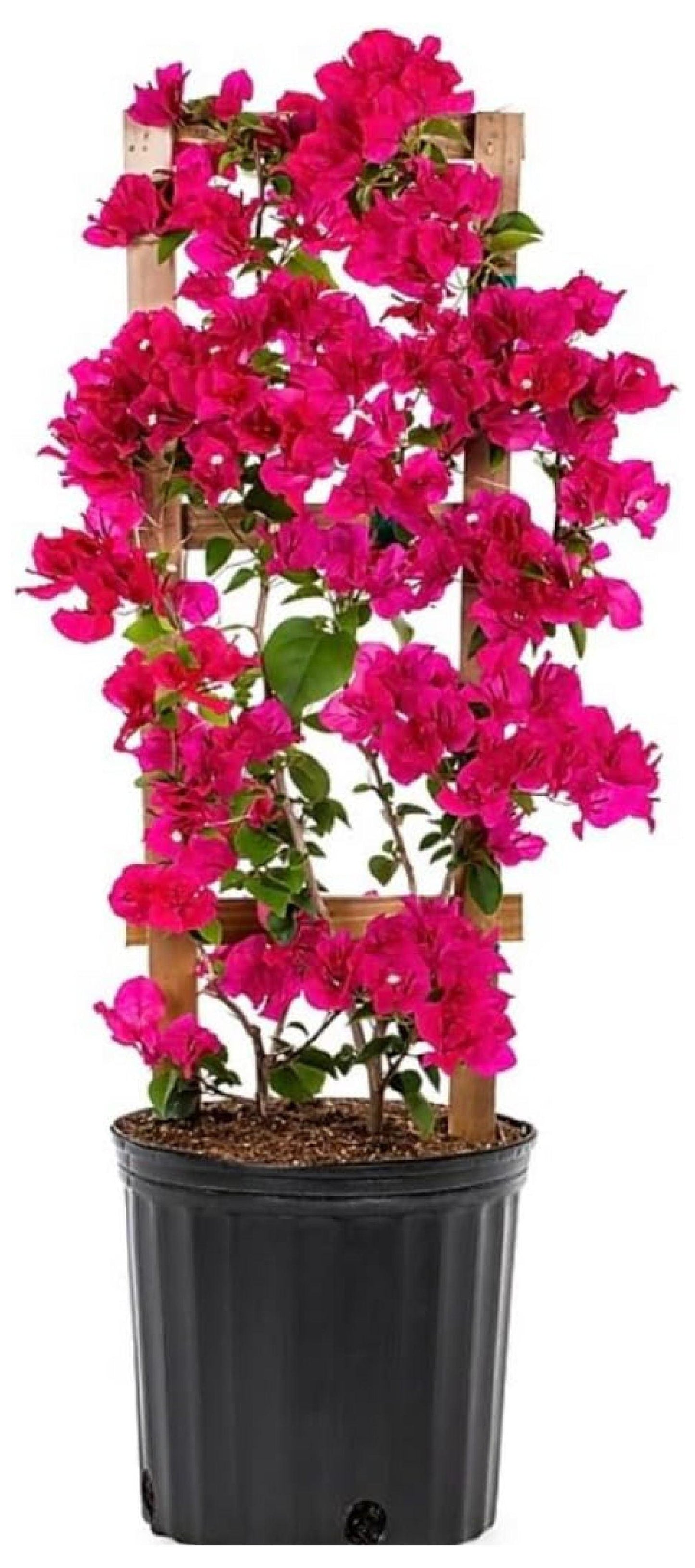 Bougainvillea, Assorted, Trellis - View 7 from www redcrocus com