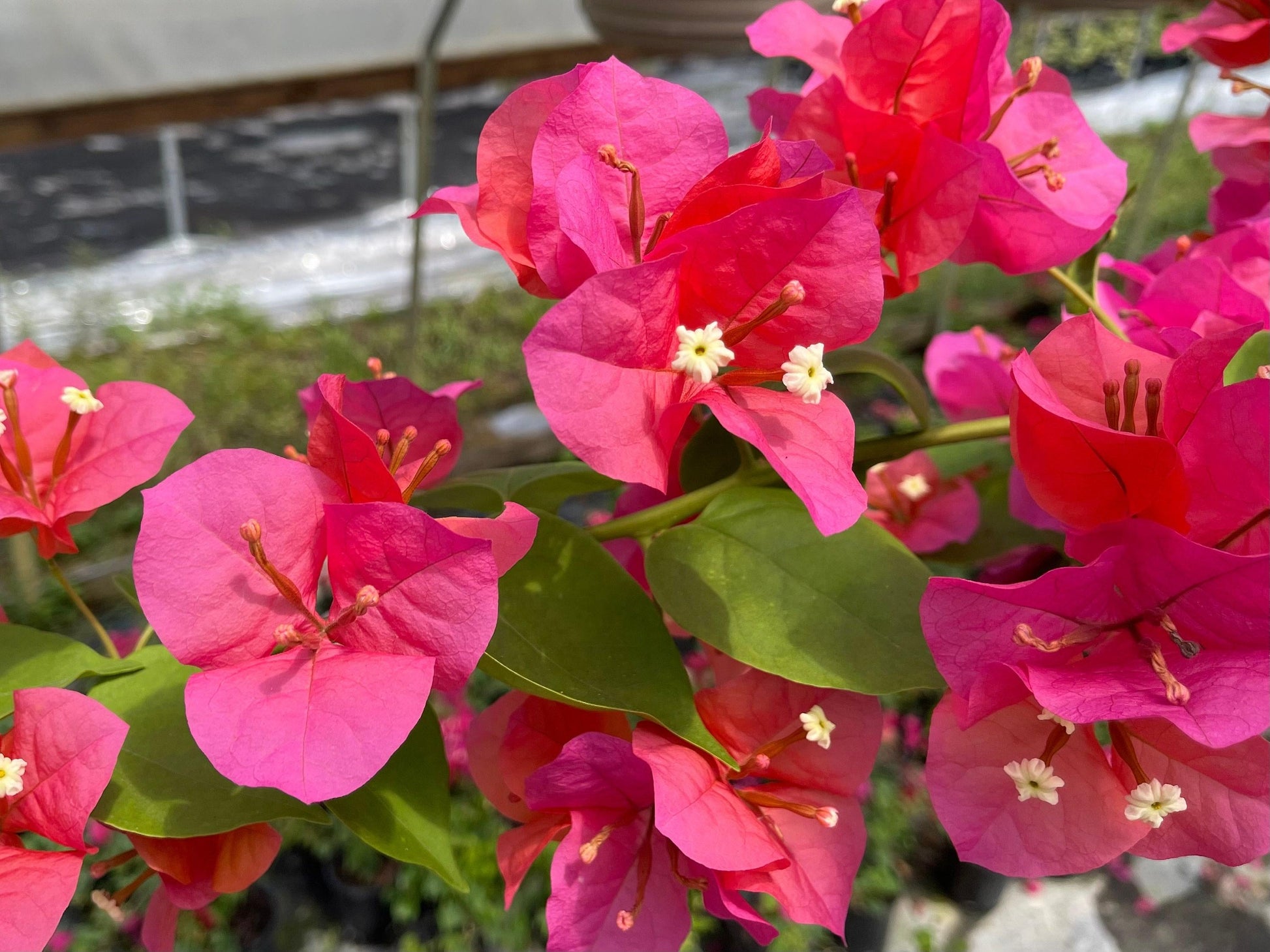 Bougainvillea Assorted Trellis - View 10 from www redcrocus com