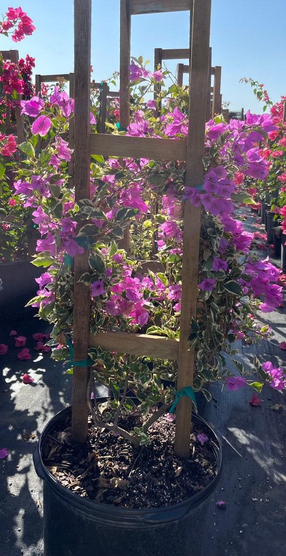 Bougainvillea Assorted Trellis - View 11 from www redcrocus com
