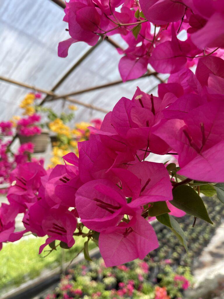 Bougainvillea Assorted Trellis - View 12 from www redcrocus com