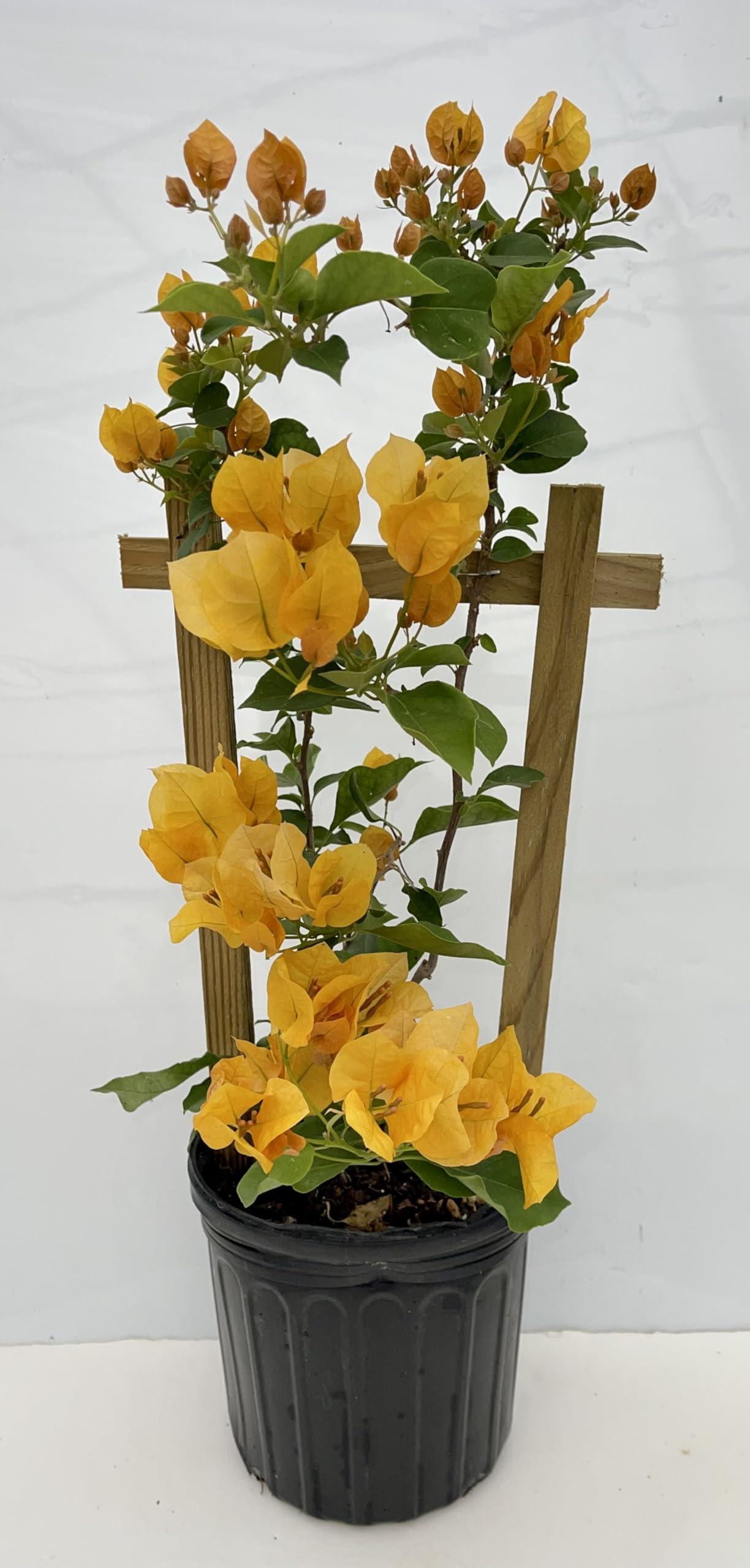 Bougainvillea Assorted Trellis - View 14 from www redcrocus com