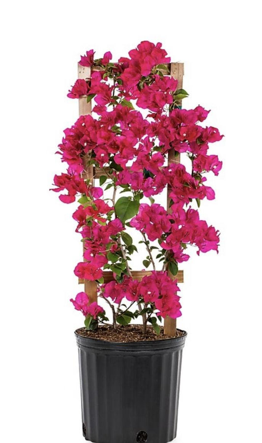 Bougainvillea Assorted Trellis - View 1 from www redcrocus com
