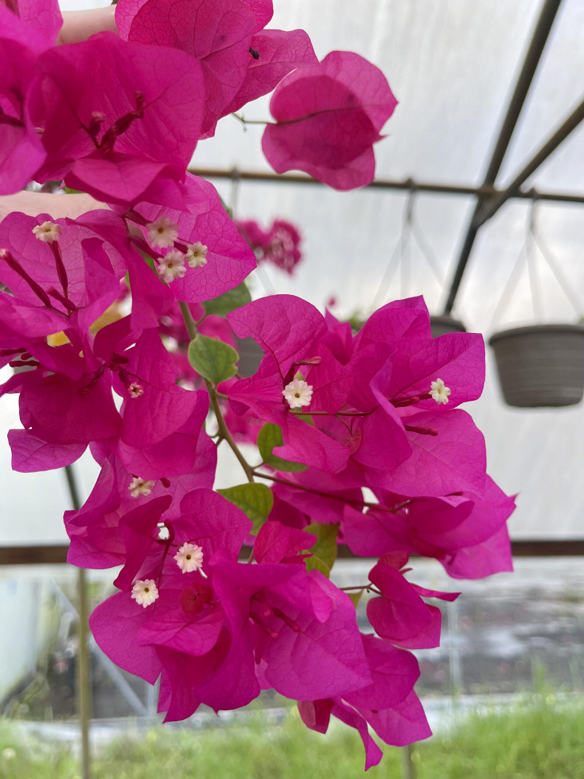 Bougainvillea Assorted Trellis - View 2 from www redcrocus com