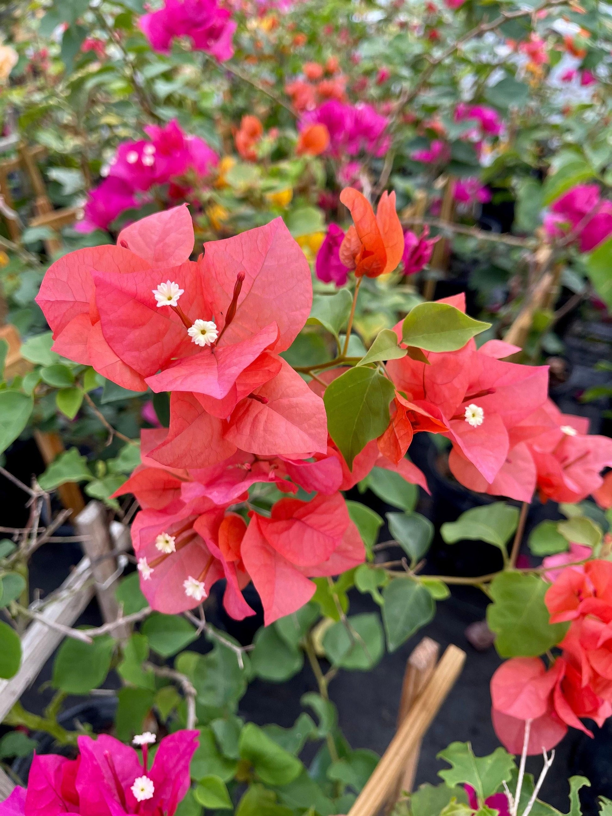 Bougainvillea Assorted Trellis - View 3 from www redcrocus com