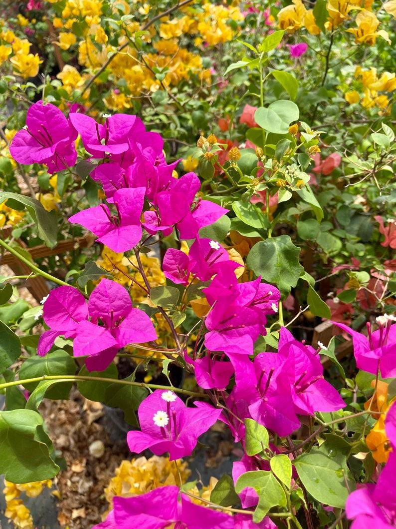 Bougainvillea Assorted Trellis - View 5 from www redcrocus com