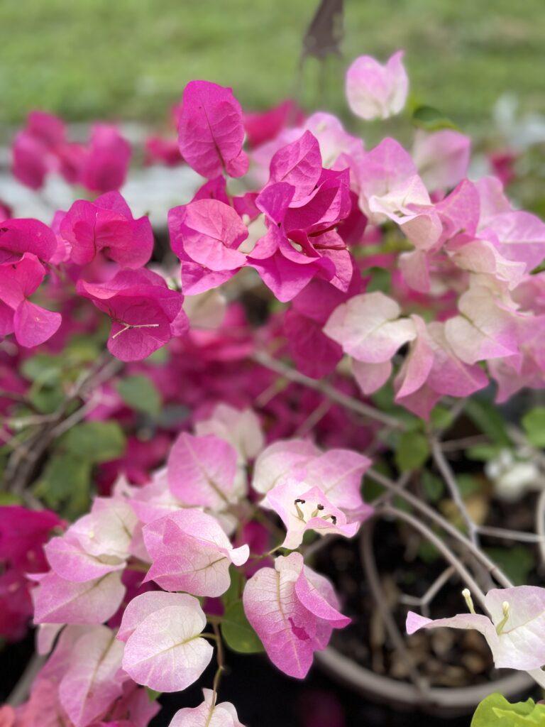 Bougainvillea Assorted Trellis - View 7 from www redcrocus com