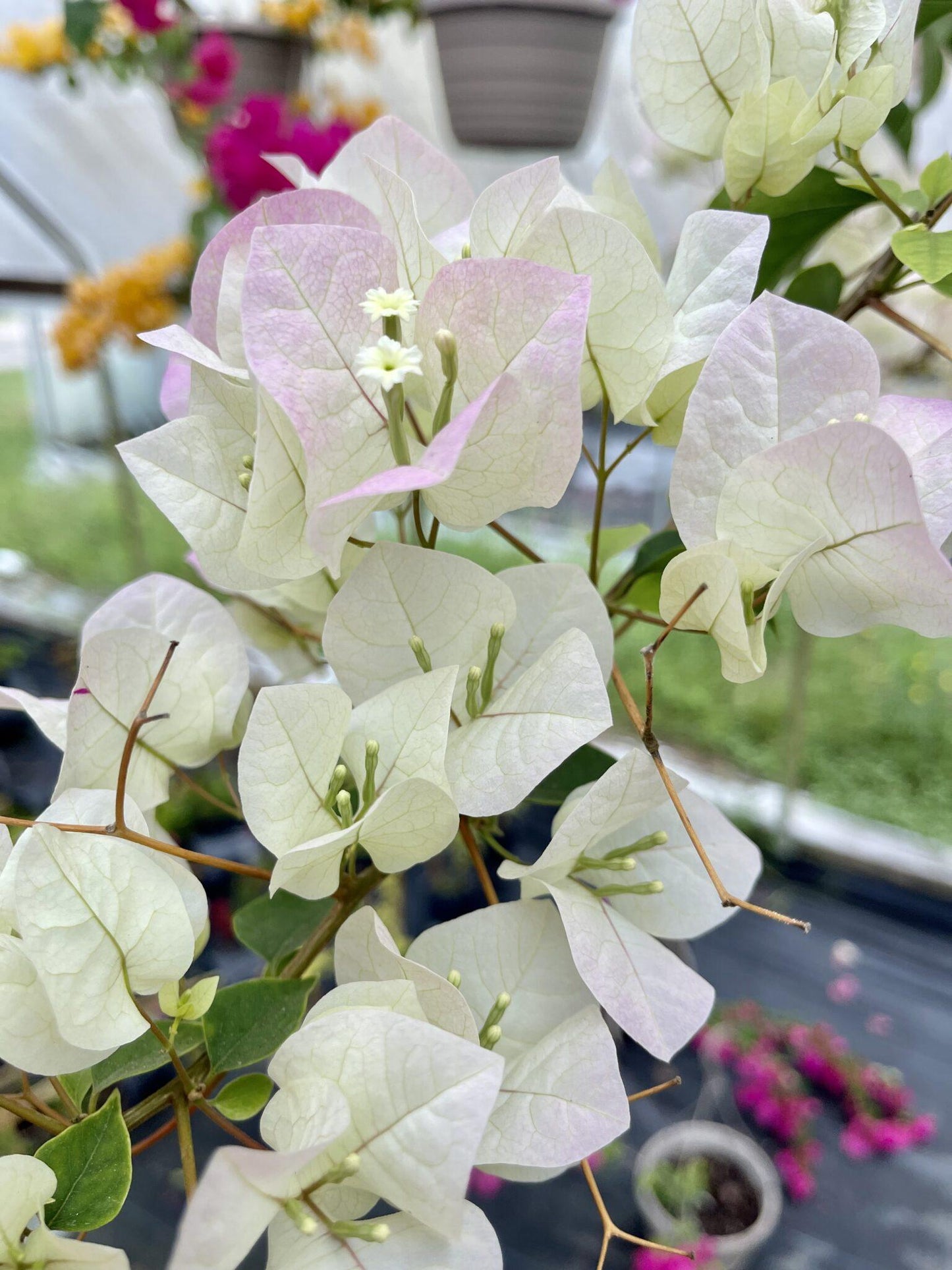 Bougainvillea Assorted Trellis - View 9 from www redcrocus com