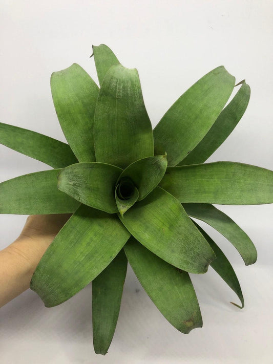 Bromeliad Large Size Bare Root Assorted - View 10 from www redcrocus com