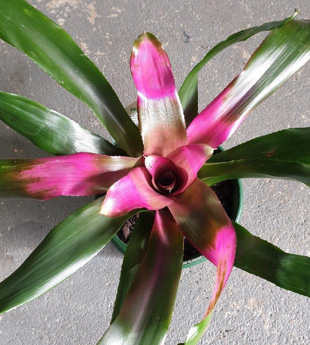 Bromeliad Large Size Bare Root Assorted - View 15 from www redcrocus com