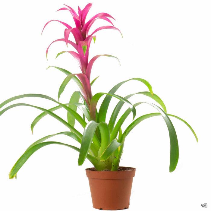 Bromeliad Large Size Bare Root Assorted - View 16 from www redcrocus com