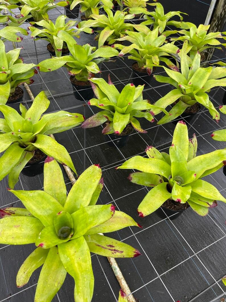 Bromeliad Large Size Bare Root Assorted - View 17 from www redcrocus com