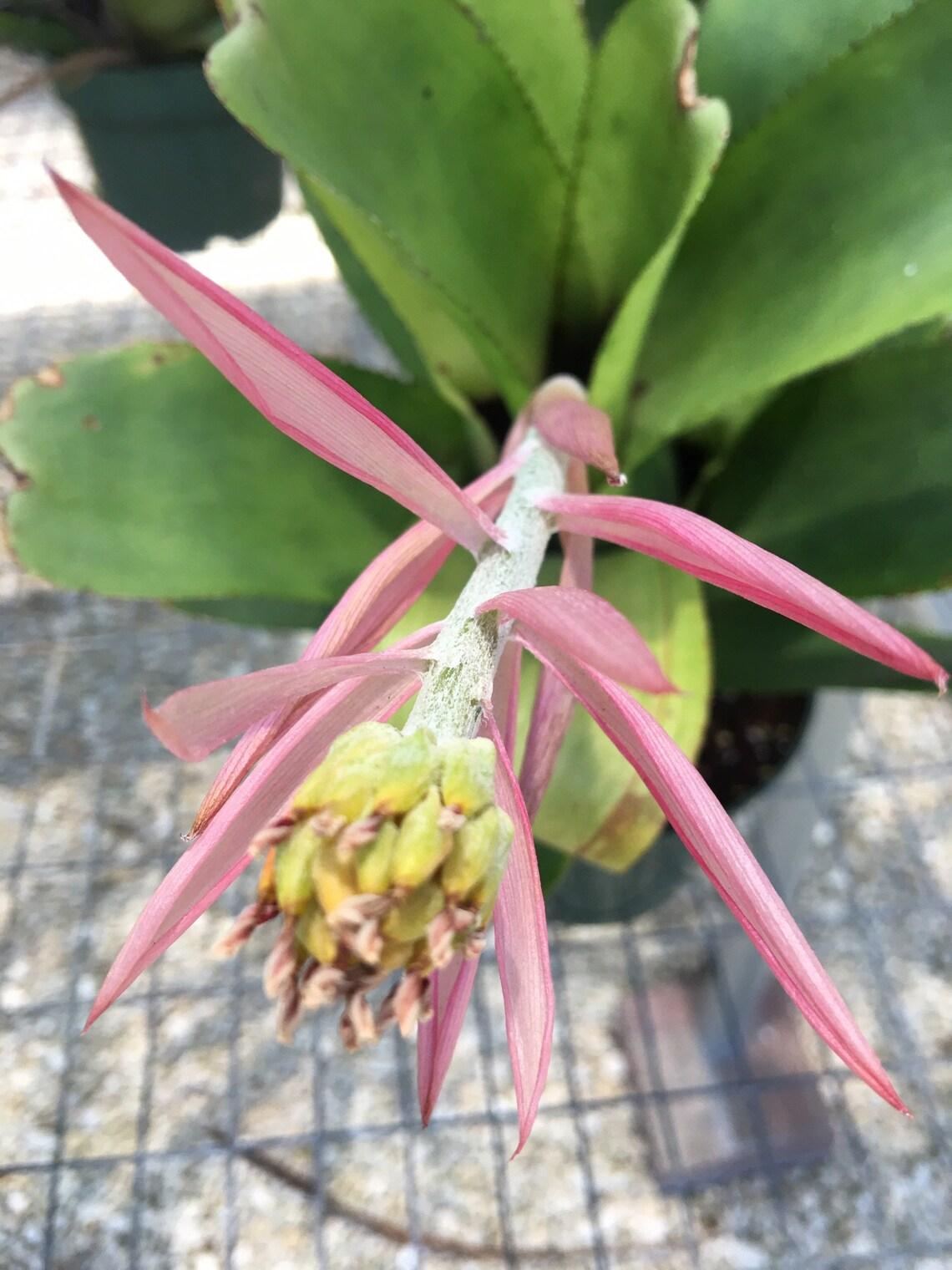 Bromeliad Large Size Bare Root Assorted - View 3 from www redcrocus com