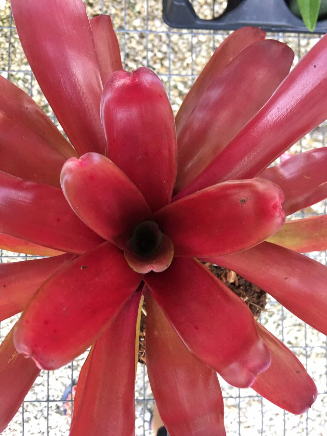 Bromeliad Large Size Bare Root Assorted - View 4 from www redcrocus com