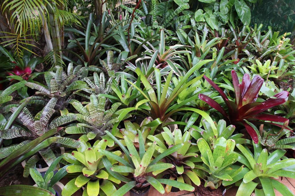 Bromeliad Large Size Bare Root Assorted - View 9 from www redcrocus com