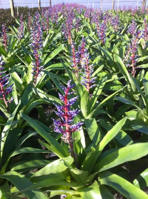 Bromeliad Aechmea Del Mar - View 10 from www redcrocus com