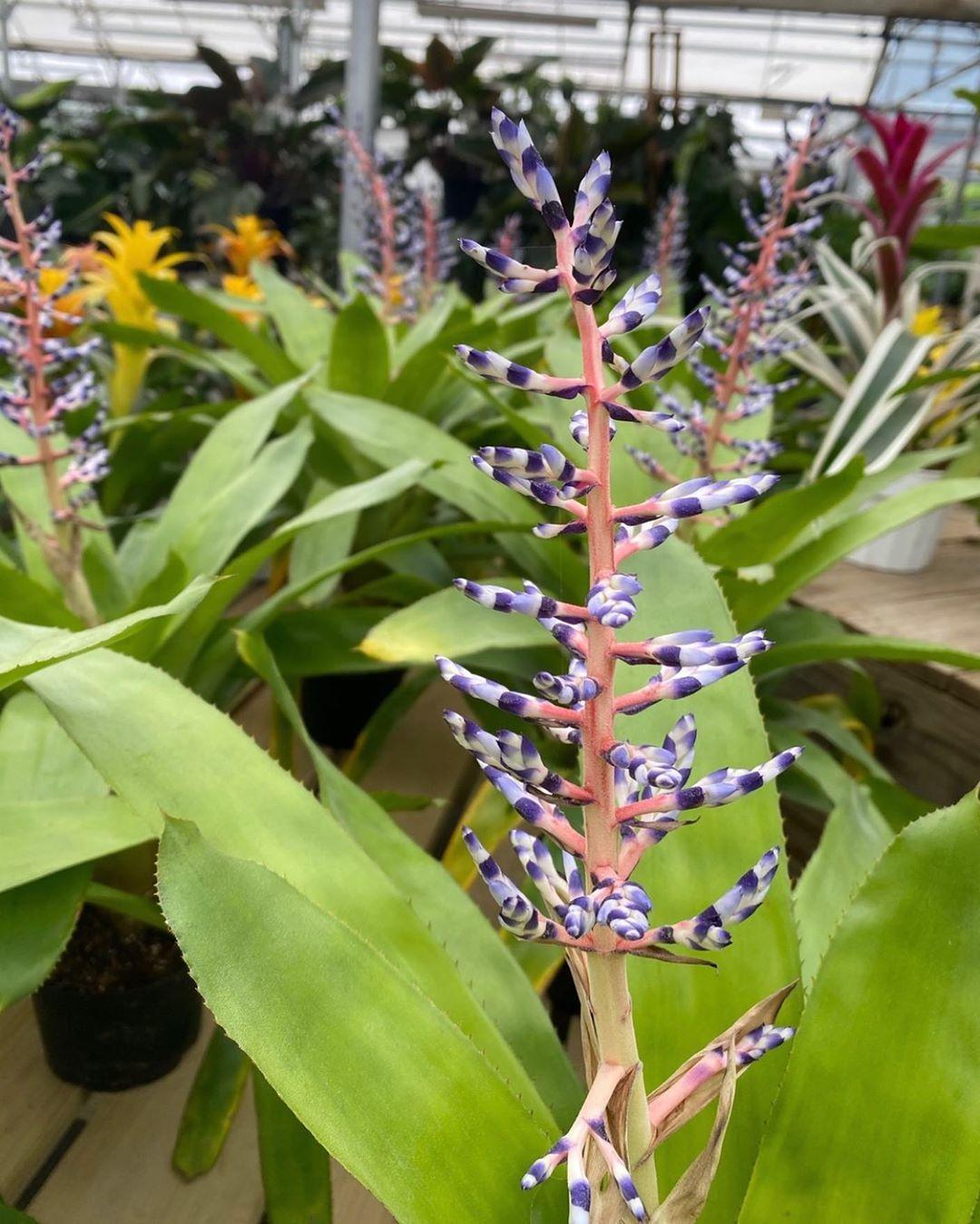 Bromeliad Aechmea Del Mar - View 12 from www redcrocus com