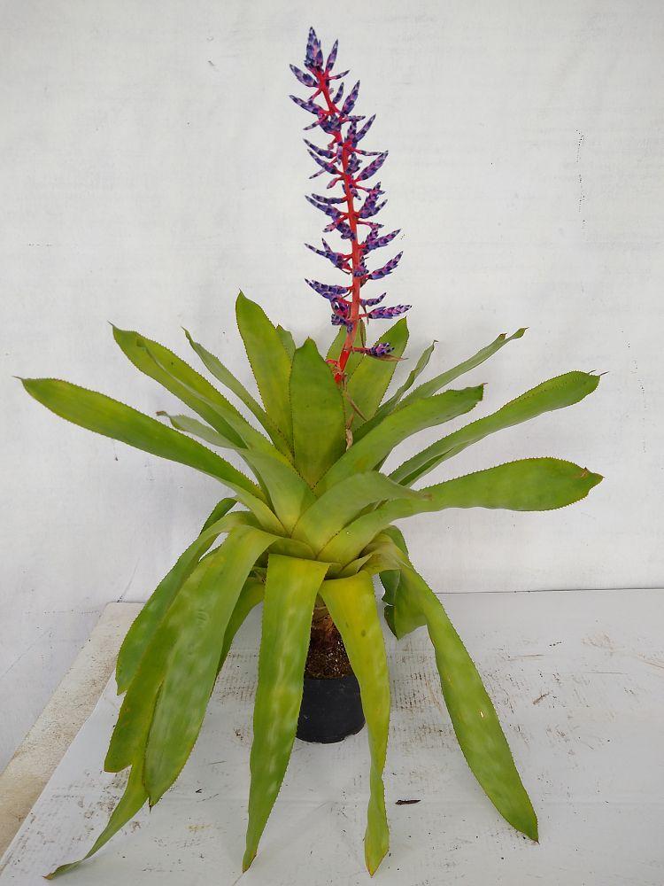 Bromeliad Aechmea Del Mar - View 15 from www redcrocus com
