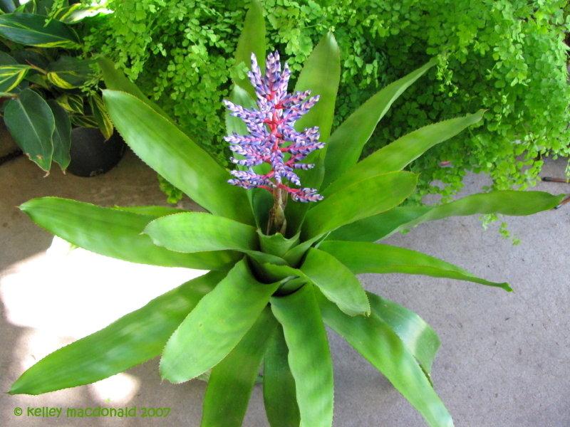 Bromeliad Aechmea Del Mar - View 17 from www redcrocus com